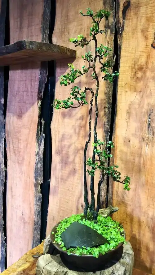 一本三杆金弹子