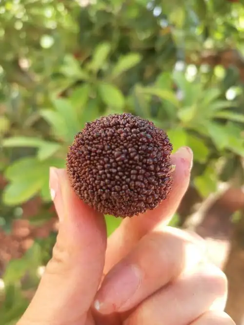 [荸荠杨梅批发] 富民荸荠杨梅 个大爆满 量大从优价格13元/斤 - 惠农