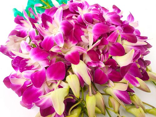 兰花摆盘西餐插花酒店杨兰花整把石斛花朵鲜花其它