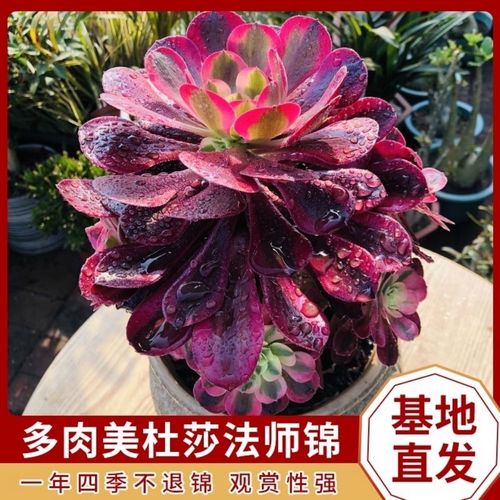 多肉植物美杜莎法师批发好养肉肉高档超大颗老桩特价清仓绿植盆栽