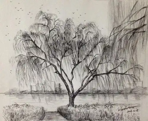 柳树的素描简笔画集