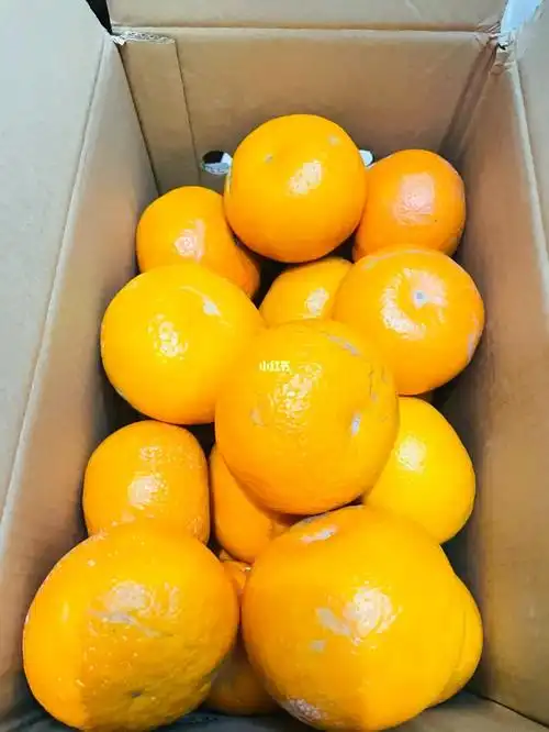 对不起我来晚了7515pxx让我实现了水果自由!