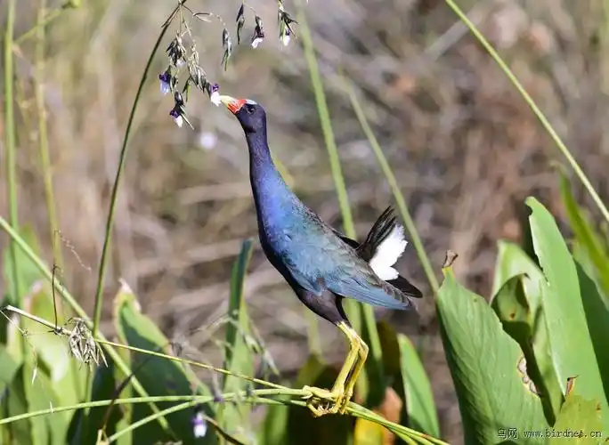 青水鸡佛罗里达拍鸟之行二吃花的紫青水鸡