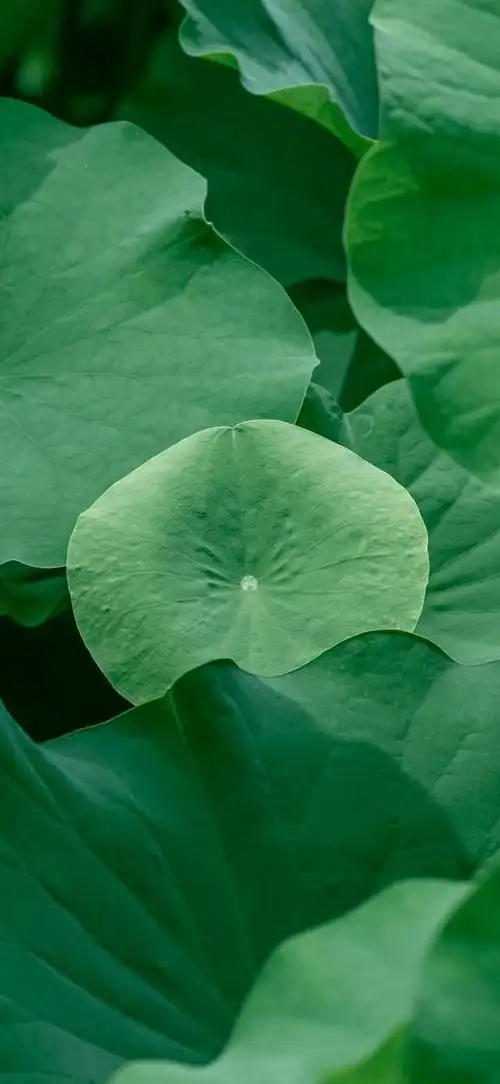 壁纸分享,荷叶轻舞,荷花绽放,清雅绝伦的景致
