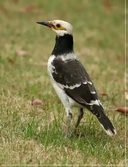 转载常见的鸟类图片及名称