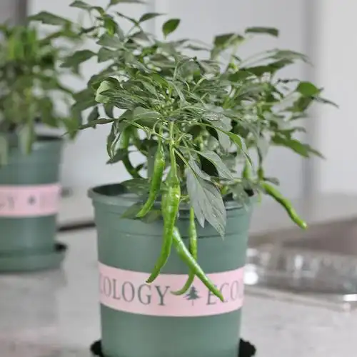 盆栽蔬菜线椒1盆四季易种室内阳台种菜辣椒其它