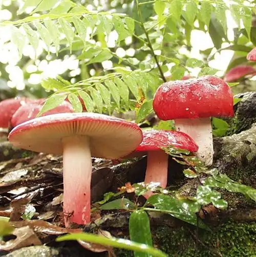 红椎菌红菇红蘑菇香菇广西浦北正宗野生红菌山珍女人坐月子250克