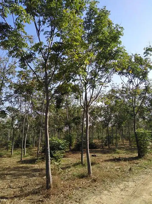 黄山栾树果实用途