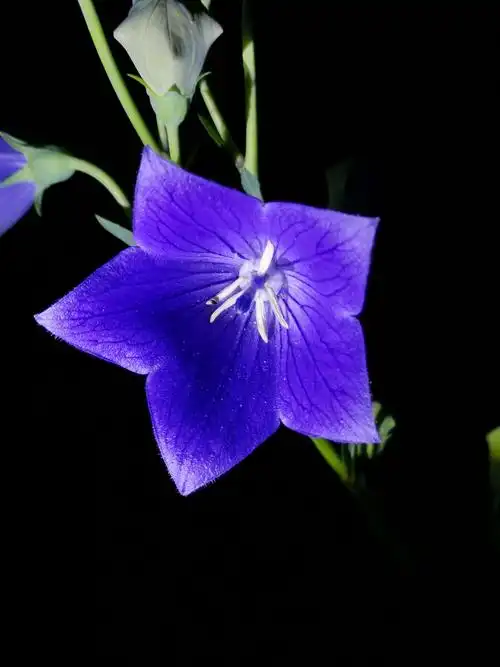 美丽的"桔梗花"与一段凄美浪漫的爱情故事