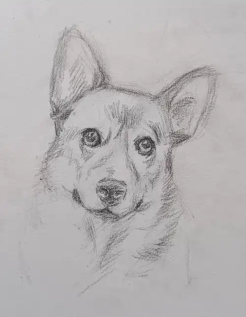 简单易学的狗狗绘画教程来了快收藏起来吧