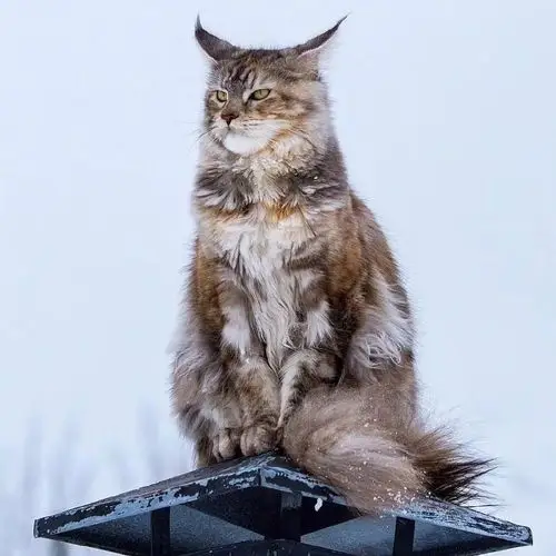 每日吸丨高冷的雪地猫