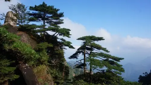 松柏也是那么迷人