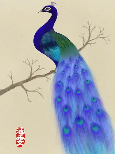 孔雀|插画|插画习作|看瞧 - 原创作品 - 站酷 (zcool)
