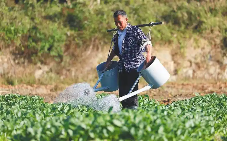 1月14日早晨,五指山市水满乡,菜农迎着朝阳给地里的蔬菜浇水.