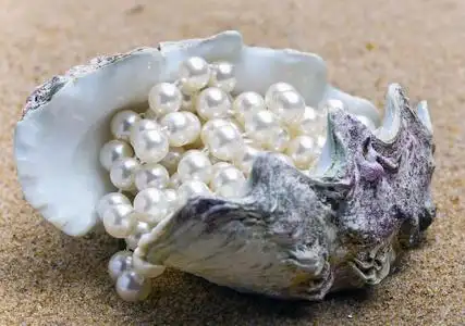 贝壳和珍珠图片