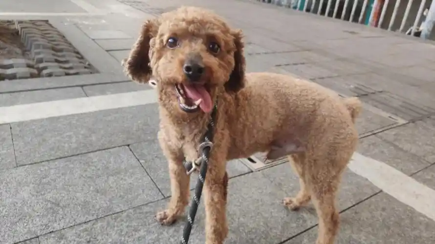 广州泰迪弟弟无偿领养