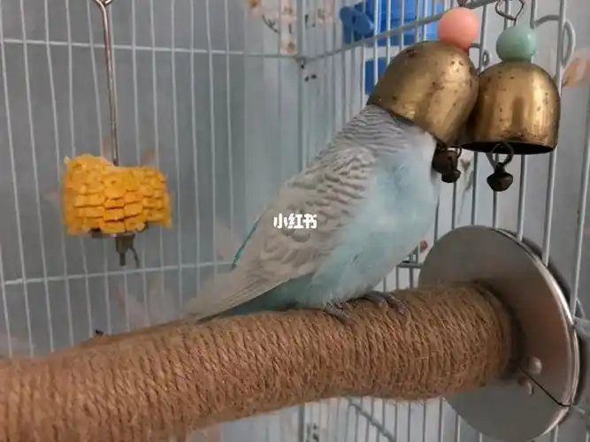 是谁骚扰我戴帽帽,咬你#我家宠物好可爱  #虎皮鹦鹉  #鹦鹉