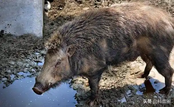 中国野猪超百万头局部泛滥仍要保护这么多野猪该怎么处理
