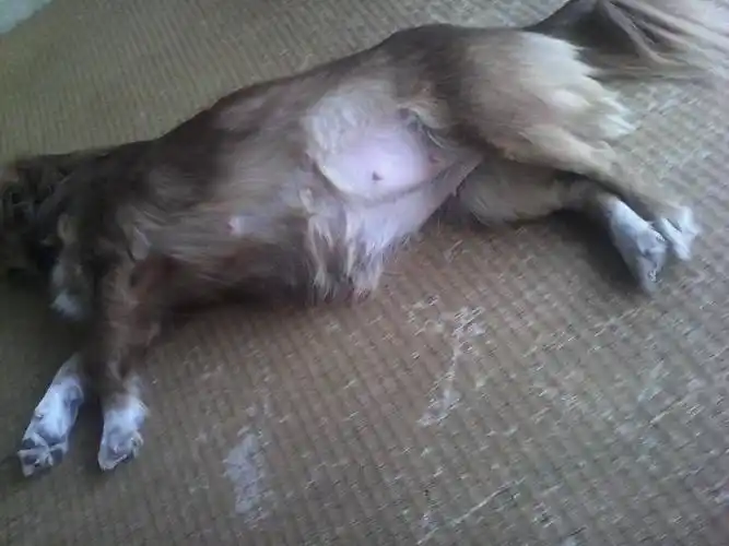 不到两个月 狗狗一般多久下狗啊 回答 一般狗狗怀孕以后57-63天之间会