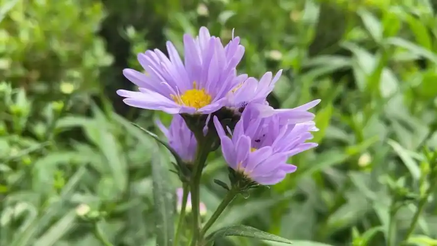 注视紫色小雏菊,美花治愈自己!