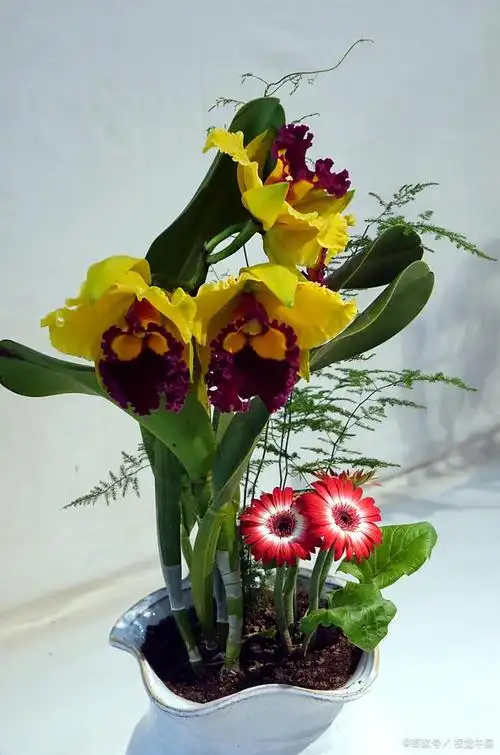 盆栽名贵花卉:自然的华美艺术