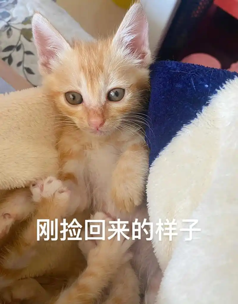 捡回来整整三个月的时间,从一个幼态少女猫变成油腻女猫的样子, - 抖