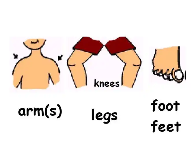 knees arm(s) legs foot feet