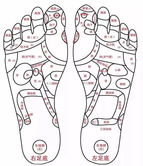足部反射区诊断的四个要素(专业足疗师必学)!