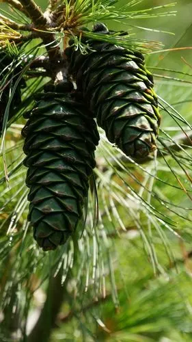 醉在东北秋色里