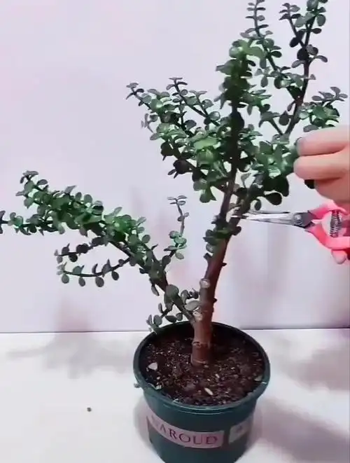 金枝玉叶修剪造型分享