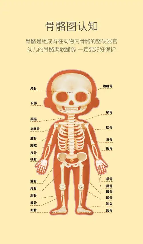 儿童认知男女孩人体身体结构拼图器官图片幼儿园教具早教益智玩具