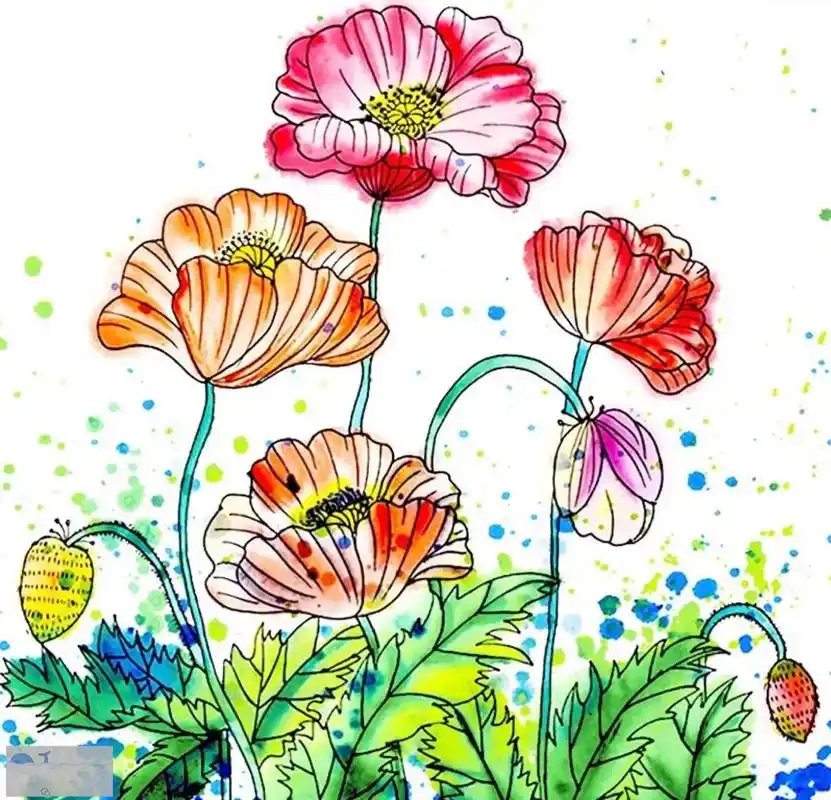 虞美人的色彩非常艳丽,充满了丰 - 抖音