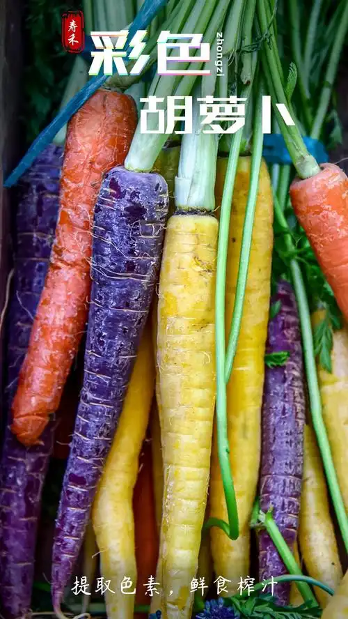 寿禾 彩色胡萝卜种子水果胡罗卜种籽迷你小拇指罗卜的蔬莱春秋季播种