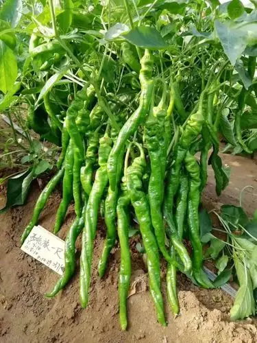 豫艺王牌品种,免费试种,快!快!快!