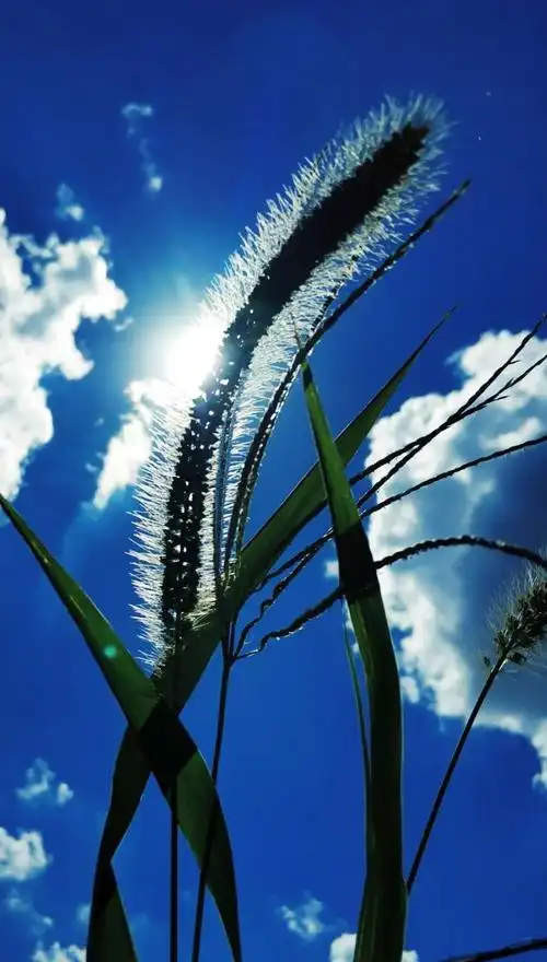 平凡坚忍——狗尾花