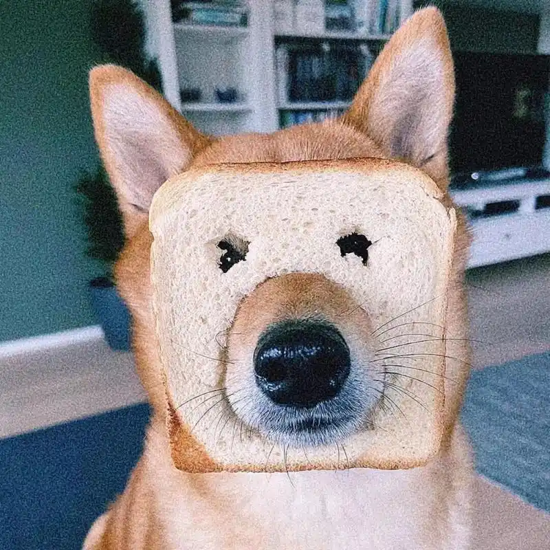 11.12男生动物头像(2)     点赞关注后77主页粉丝群自取