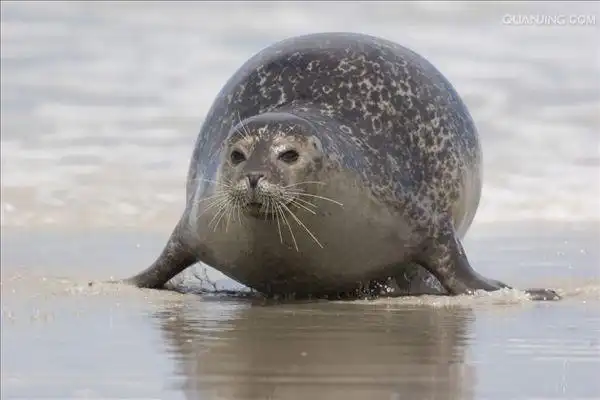 海豹