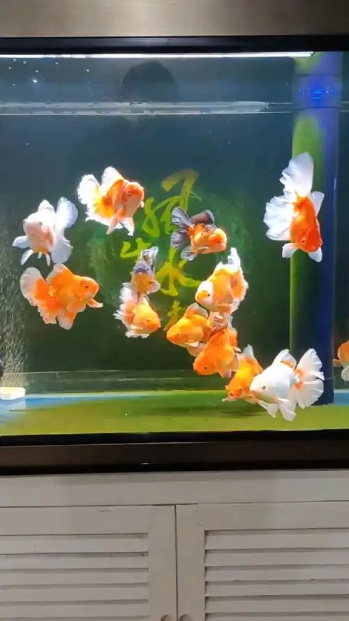 百褶泰狮最大的魅力就是他那飘逸的大尾巴