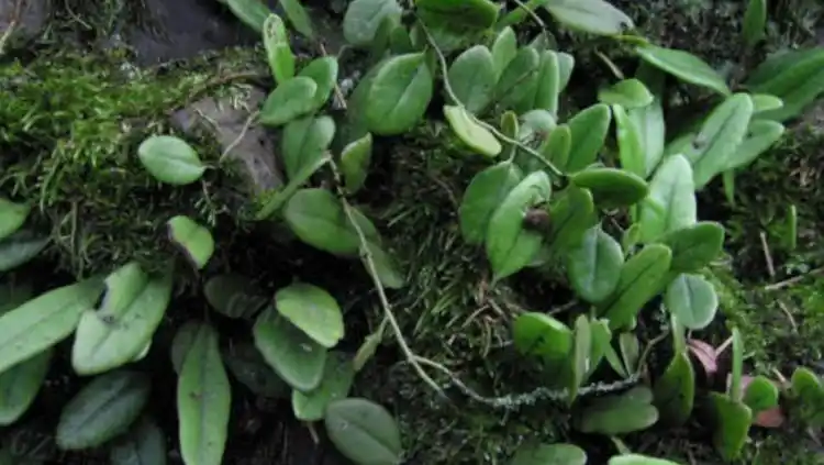 石瓜子功能和作用优质