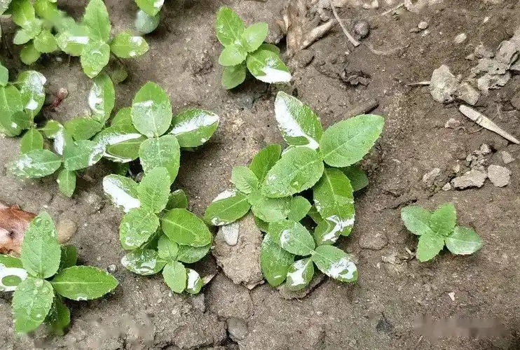 桔梗花养成记_种子