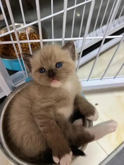 布偶猫生的串串红包领养猫咪有人要吗