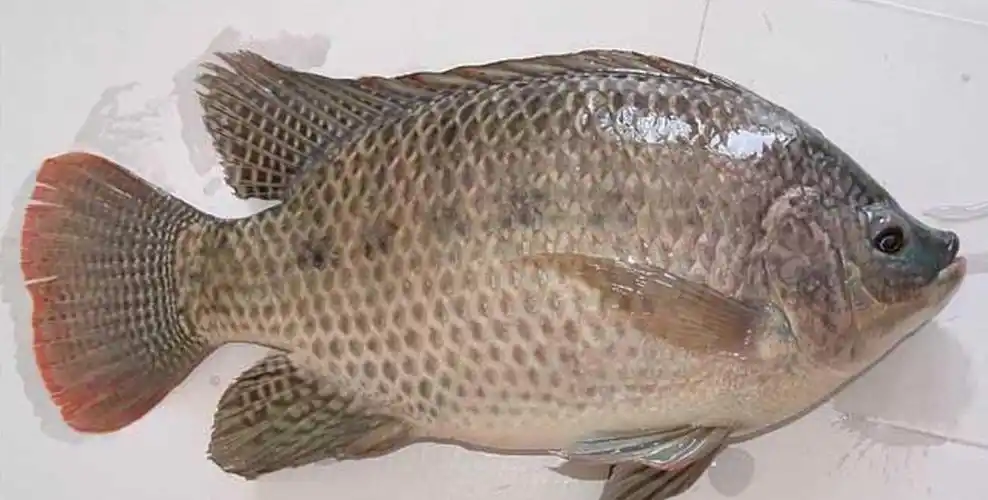 罗非鱼价格贵吗,罗非鱼有何功效与作用,罗非鱼如何做好吃?