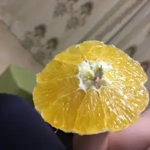 蜜豆一颗