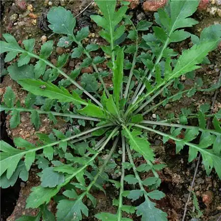 阳台 盆栽蔬菜种子 大叶荠菜种子 庭院种植营养野菜种子_7折现价1.5元