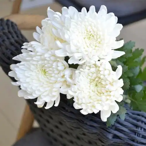 菊花鲜花批发黄菊白菊云南鲜花直批清明节用花祭祀供佛花店货源