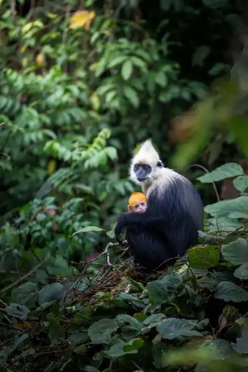 摄影师王奥:尼康z 9是我心目中野生动物拍摄的理想选择