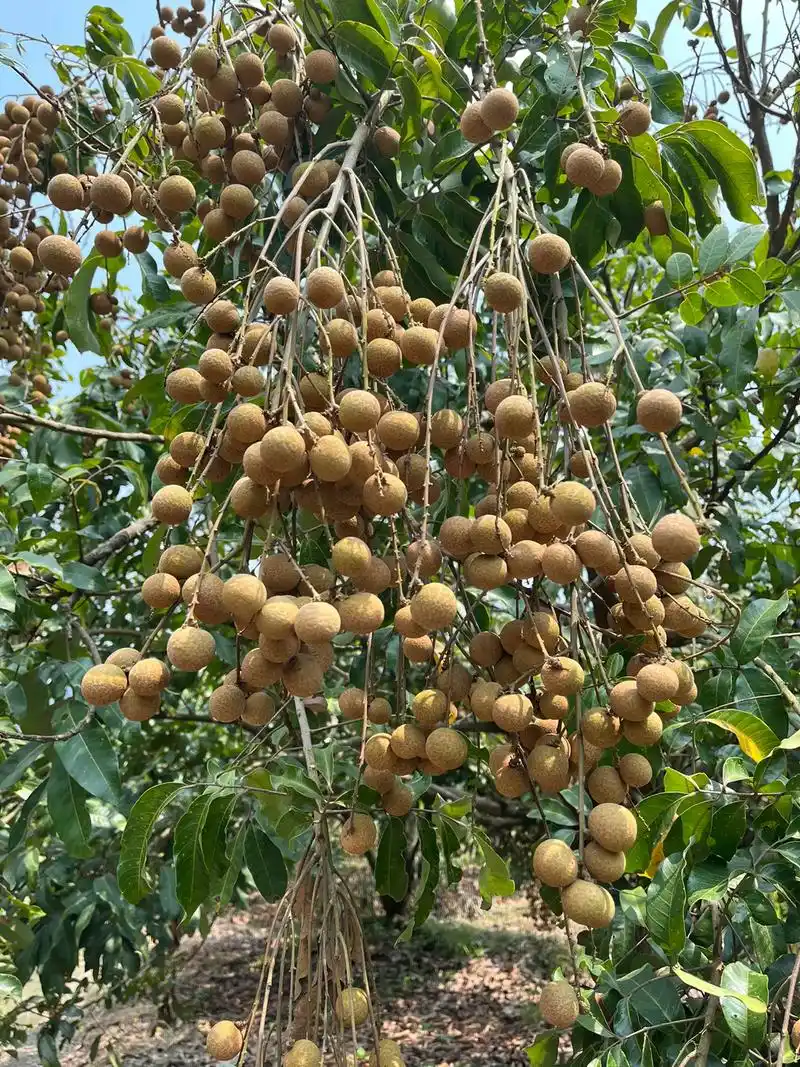 帮爸爸卖龙眼啦,可面交可邮寄十斤八拾八.从化石硖龙眼,自家果 - 抖音