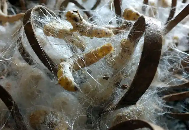 蚕的一生,一路"开挂"的蚕吐完丝后真的死了吗?