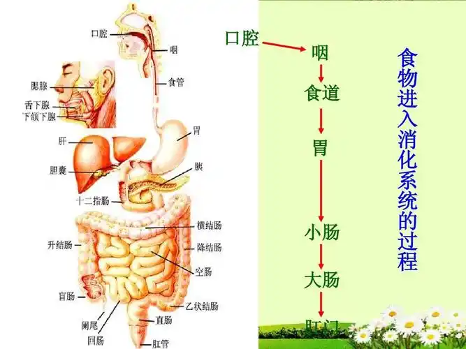 七年级生物下册_食物的消化课件_冀教版 - 副本ppt