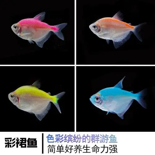 彩裙品牌排名 前10位